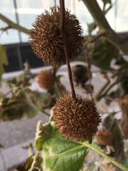 Platanus occidentalis