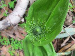 Malaxis brachyrrhynchos