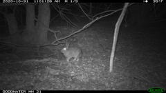 Sylvilagus floridanus
