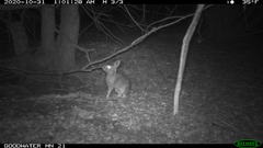 Sylvilagus floridanus