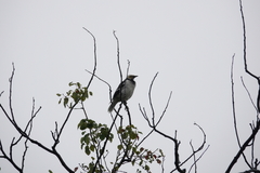 Gracupica nigricollis