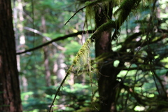 Pseudisothecium myosuroides