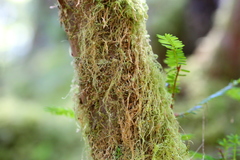 Pseudisothecium myosuroides