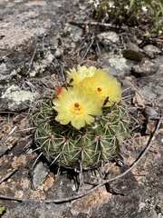 Parodia mammulosa