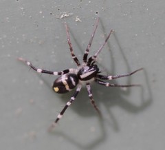 Nyssus