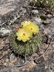 Parodia mammulosa