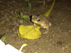 Rhinella humboldti