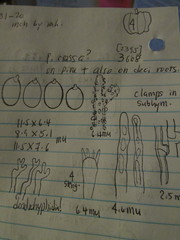 Corticium roseocarneum