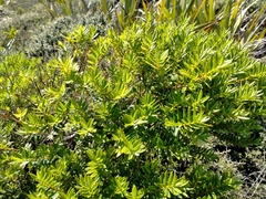 Veronica diosmifolia