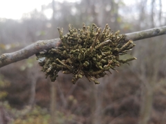 Podosphaera phytoptophila