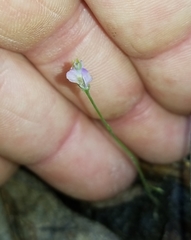 Burmannia biflora