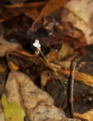 Burmannia biflora