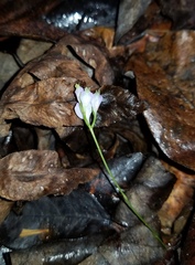 Burmannia biflora