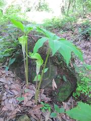 Arisaema macrospathum