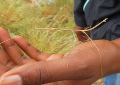 Pseudosermyle straminea