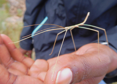 Pseudosermyle straminea