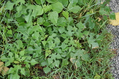 Broussonetia papyrifera