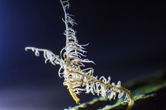 Image of Deflexula sprucei