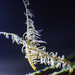 Pterulicium sprucei - Photo (c) stivensaldarriaga,  זכויות יוצרים חלקיות (CC BY-NC), הועלה על ידי stivensaldarriaga
