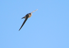 Aeronautes andecolus