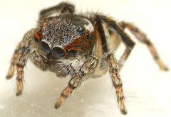 Maratus anomalus