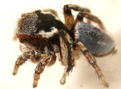 Maratus anomalus