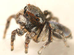 Maratus anomalus