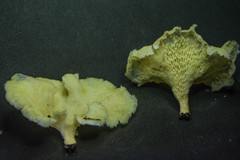 Favolus tenuiculus image
