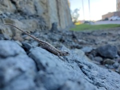 Sceloporus undulatus