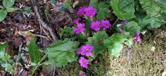 Primula listeri