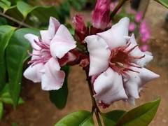 Strophanthus gratus