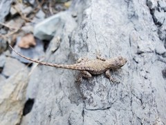 Sceloporus undulatus