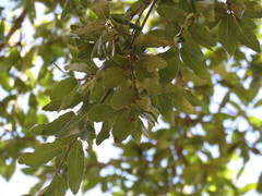 Quercus eduardii