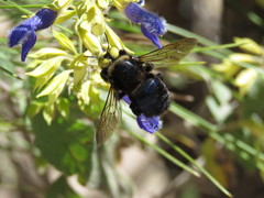 Xylocopa loripes