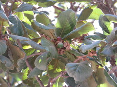 Quercus convallata