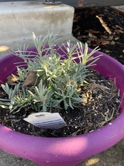 Lavandula × intermedia