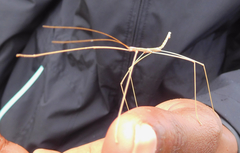 Pseudosermyle straminea