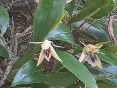 Coelogyne