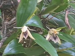 Coelogyne