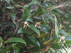 Coelogyne