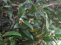 Coelogyne