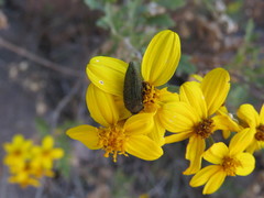 Acmaeodera cuprina