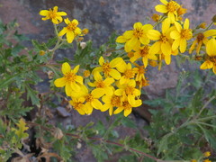 Coreopsis rudis