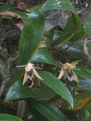 Coelogyne