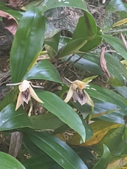 Coelogyne