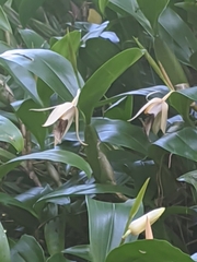 Coelogyne