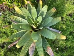 Alcantarea imperialis