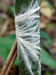Etheirodon fimbriatum