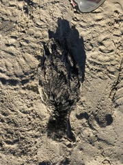 Ptychoramphus aleuticus