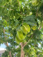 Gonopterodendron arboreum